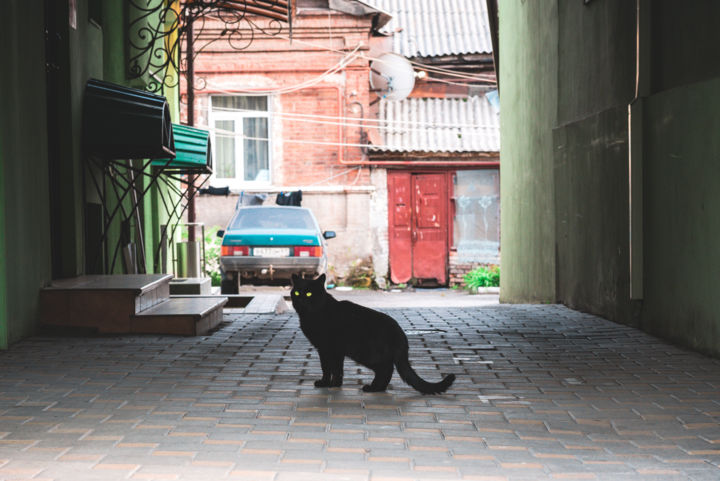 Фотография под названием "черный кот" - Alexander Kovalenko, Подлинное произведение искусства, Цифровая фотография