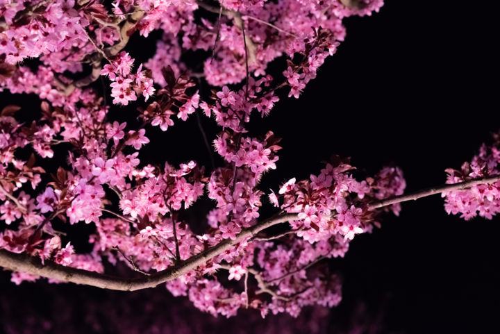 Фотография под названием "японская вишня" - Alexander Kovalenko, Подлинное произведение искусства, Цифровая фотография
