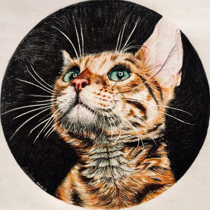 Рисунок под названием "Кошка - Art" - Mr.Garo_art, Подлинное произведение искусства, Цветные карандаши