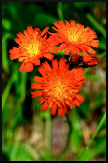 Photography titled "3 Soleils" by Michel Robitaille, Original Artwork