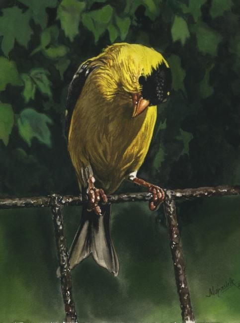 Painting titled "Bird" by Mubashir Iqbal, Original Artwork