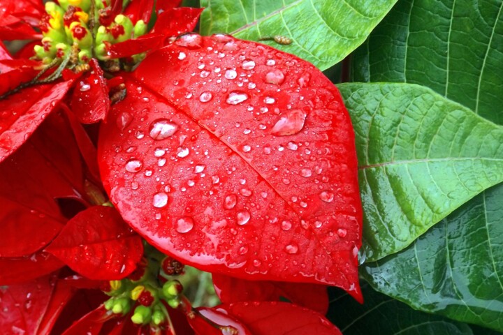 Fotografia intitolato "RED FLOWER" da Muktinava Barua Chowdhury, Opera d'arte originale