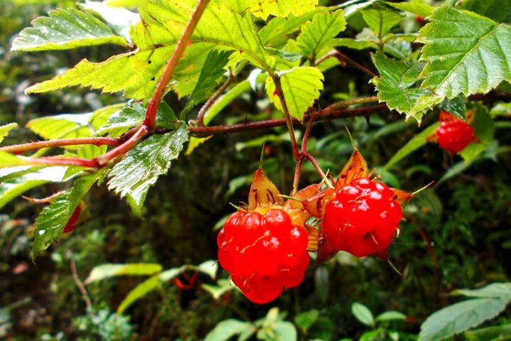 Photography titled "RED  FRUITS" by Muktinava Barua Chowdhury, Original Artwork