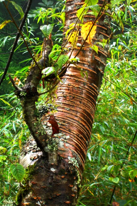Photography titled "GEOMETRIC TREE" by Muktinava Barua Chowdhury, Original Artwork