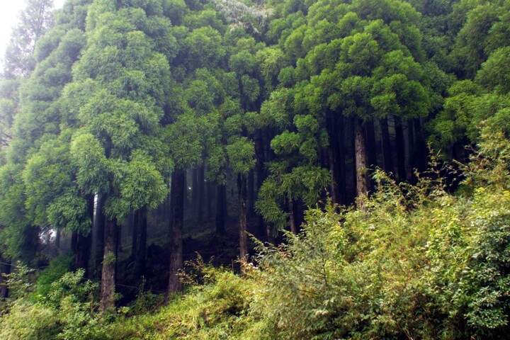 Photography titled "HIMALAYAN  FOREST.…" by Muktinava Barua Chowdhury, Original Artwork