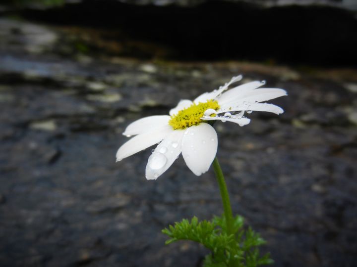 Фотография под названием "Daisy" - Murat Aydemir, Подлинное произведение искусства