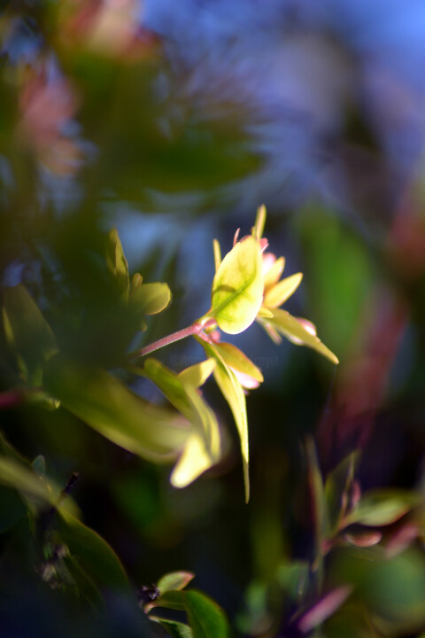 摄影 标题为“Fleurs de jardin I” 由Muriel Cayet, 原创艺术品