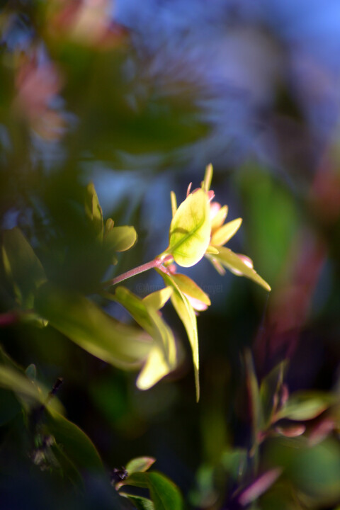 Photography titled "Fleurs de jardin I" by Muriel Cayet, Original Artwork