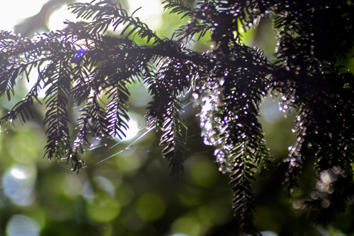 Photographie intitulée "Vert de la Prée IV" par Muriel Cayet, Œuvre d'art originale