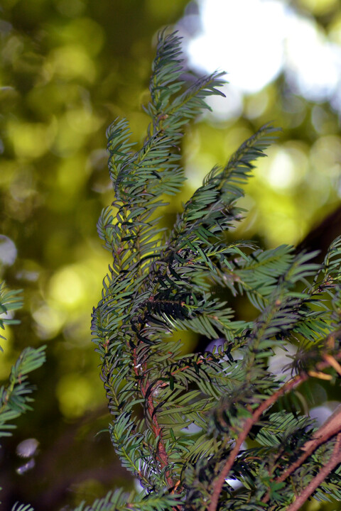 Photographie intitulée "Vert de la Prée X" par Muriel Cayet, Œuvre d'art originale