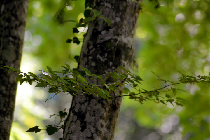 Photography titled "Vert de la Prée XII" by Muriel Cayet, Original Artwork