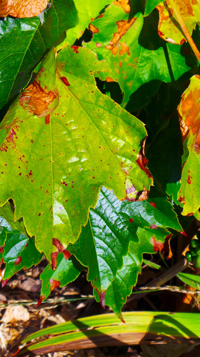 Photographie intitulée "Feuille à feuille" par Muriel Cayet, Œuvre d'art originale