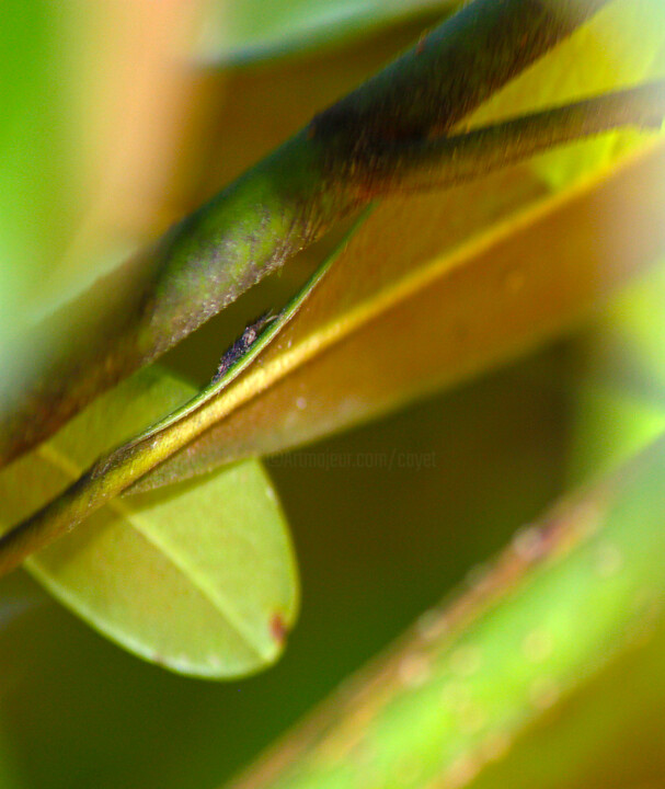 Photographie intitulée "Composition 07084" par Muriel Cayet, Œuvre d'art originale