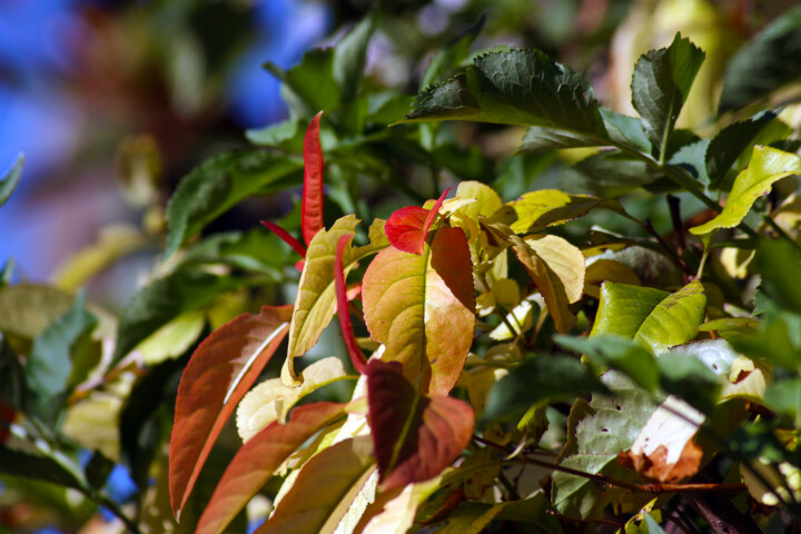 Photographie intitulée "Un simple jardin" par Muriel Cayet, Œuvre d'art originale