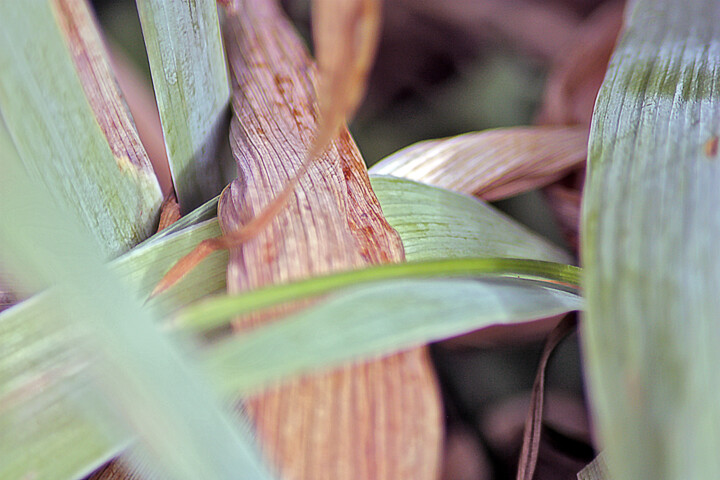 Photography titled "Della natura III" by Muriel Cayet, Original Artwork