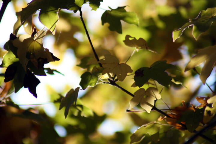 Photographie intitulée "Douces feuilles" par Muriel Cayet, Œuvre d'art originale