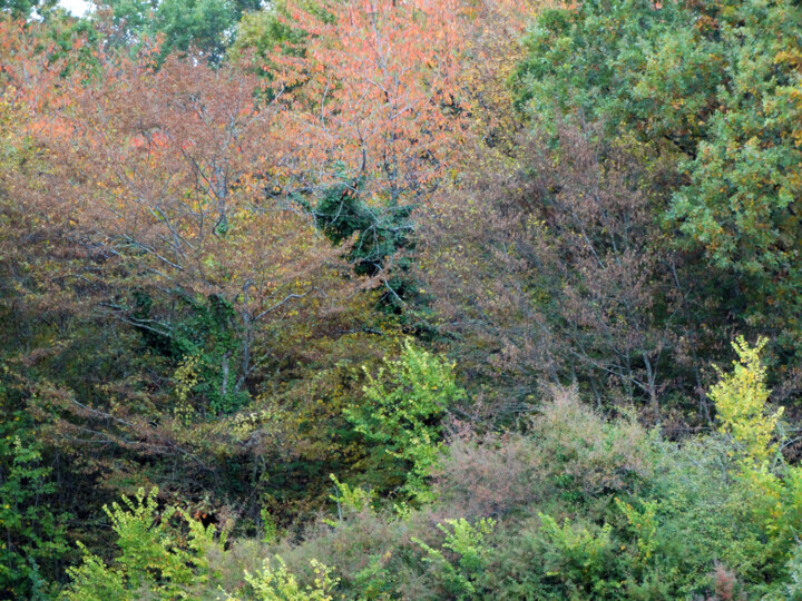 Photographie intitulée "Le faune" par Muriel Cayet, Œuvre d'art originale