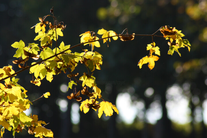 Photographie intitulée "Chanson d'automne" par Muriel Cayet, Œuvre d'art originale