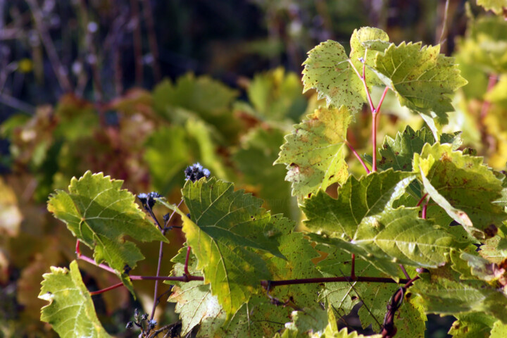 Fotografia intitulada "Vigne du 1er novemb…" por Muriel Cayet, Obras de arte originais