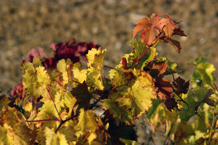 Photographie intitulée "Paysage de vigne -…" par Muriel Cayet, Œuvre d'art originale