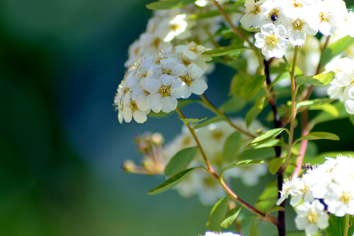 Photographie intitulée "Bouquet de printemps" par Muriel Cayet, Œuvre d'art originale