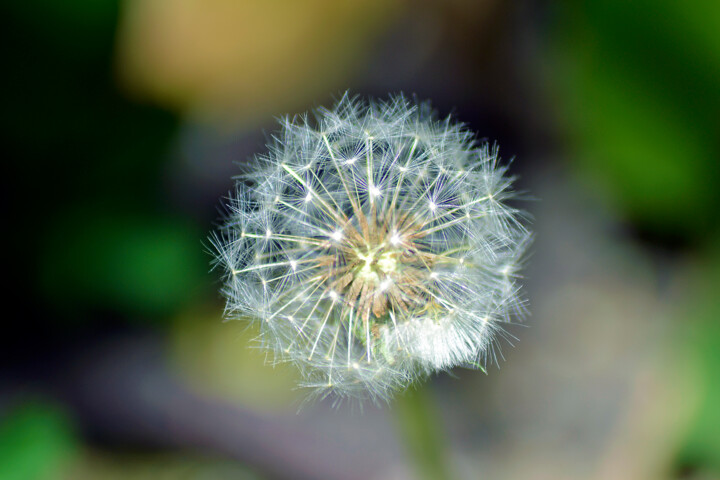 Photographie intitulée "Sphère de printemps" par Muriel Cayet, Œuvre d'art originale