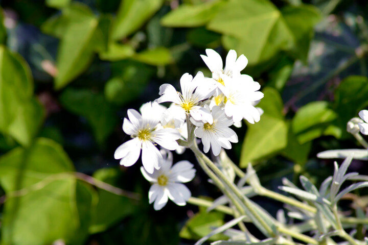 Photography titled "Bouquet de printemp…" by Muriel Cayet, Original Artwork