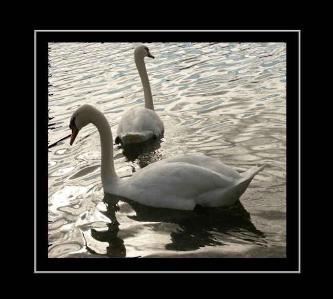 Photography titled "swans" by Mvartgallery, Original Artwork