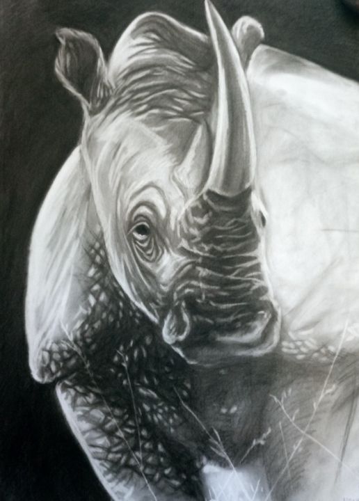 Dessin intitulée "African white Rhino…" par Mwojo, Œuvre d'art originale, Fusain