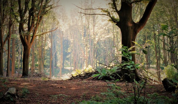 Photographie intitulée "Le bois du "Mont-de…" par Myriam Gylon, Œuvre d'art originale