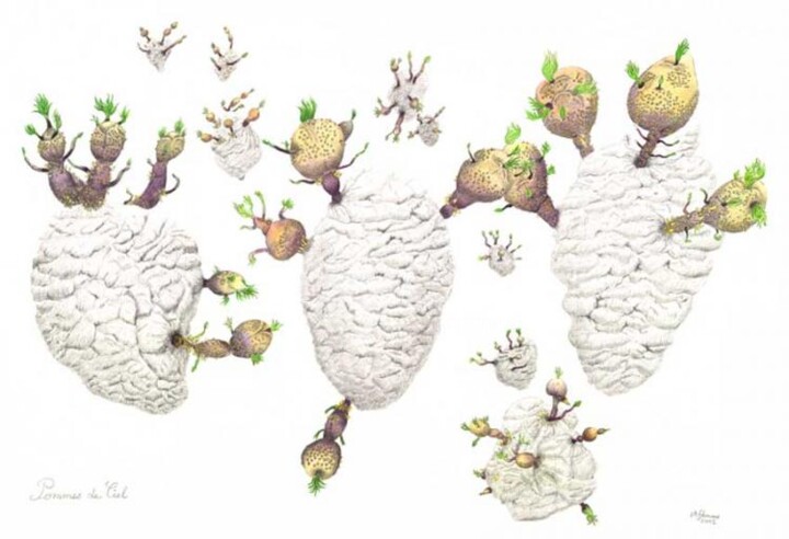 Disegno intitolato "Pommes de Ciel" da Myriam Schmaus, Opera d'arte originale, Grafite Montato su Cartone