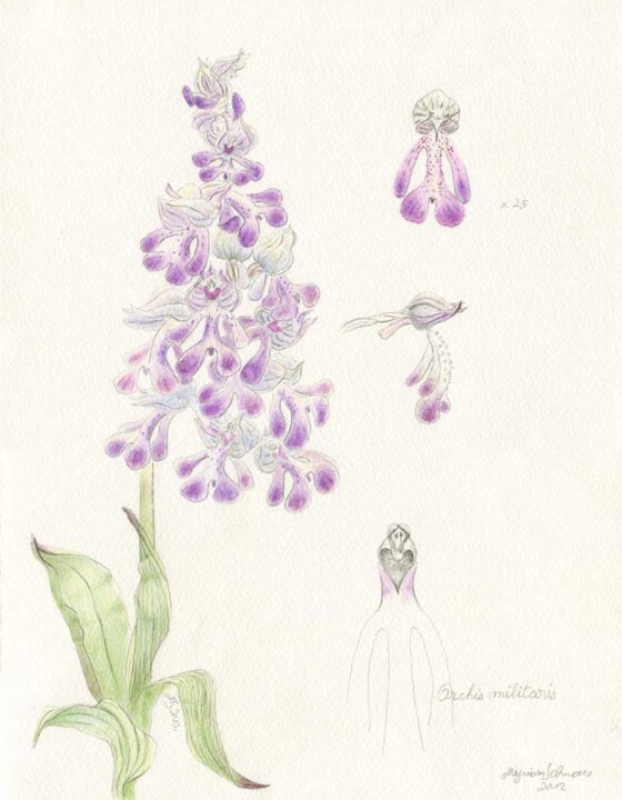 Drawing titled "Orchis militaris" by Myriam Schmaus, Original Artwork, Pencil