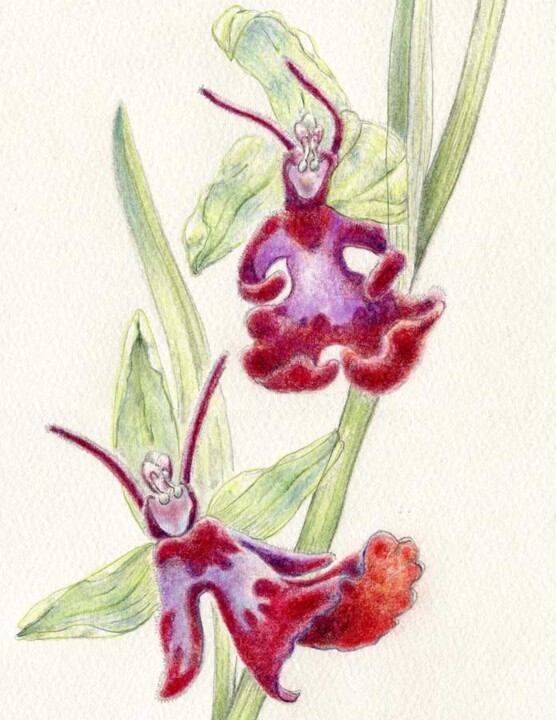 Zeichnungen mit dem Titel "Ophrys insectifera2" von Myriam Schmaus, Original-Kunstwerk, Pastell