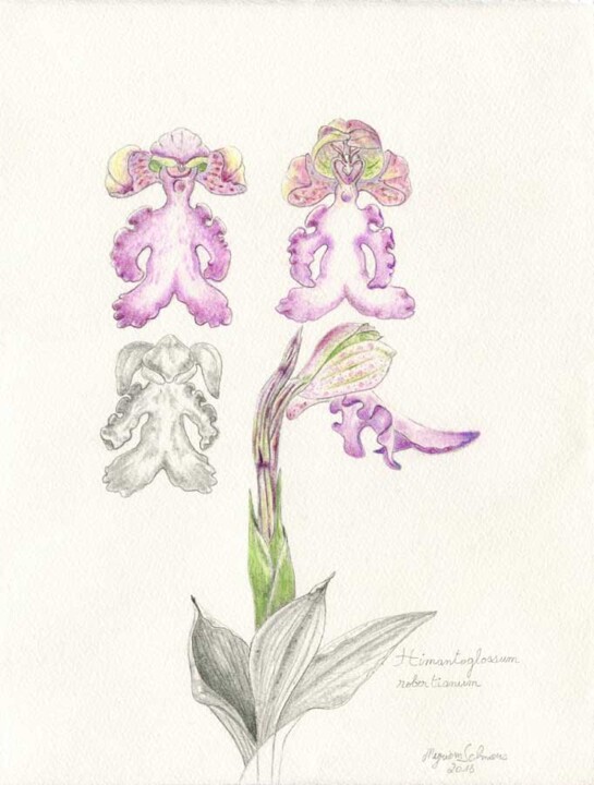 Dessin intitulée "Himantoglossum-robe…" par Myriam Schmaus, Œuvre d'art originale, Crayon