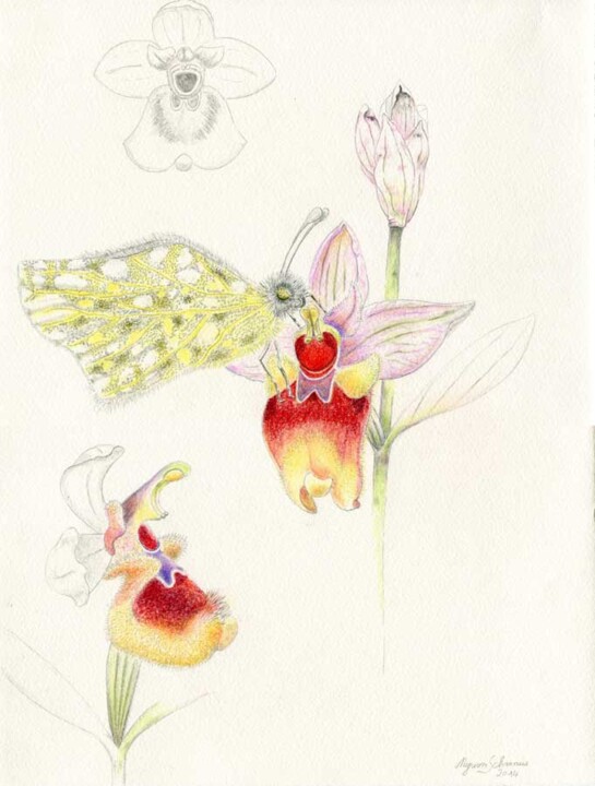 Dessin intitulée "Ophrys tenthredinif…" par Myriam Schmaus, Œuvre d'art originale, Crayon