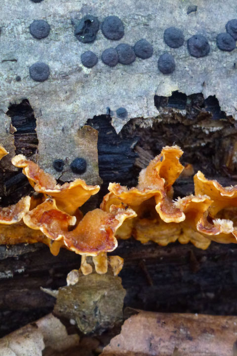 Photographie intitulée "champignons sur arb…" par Myriam Wetzstein, Œuvre d'art originale, Photographie numérique