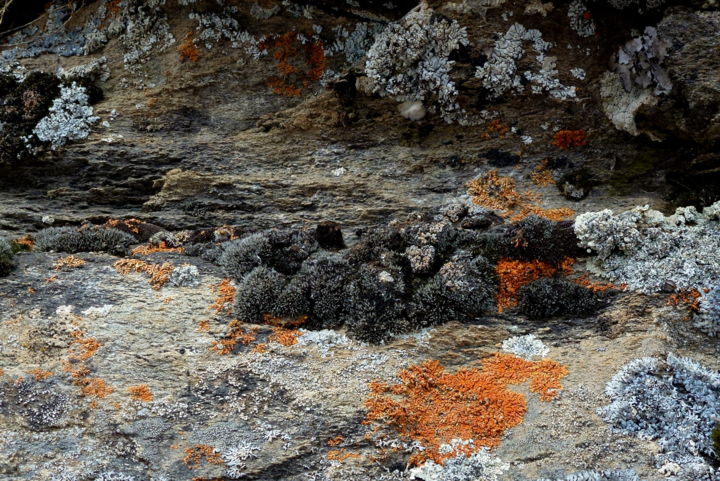 Fotografia intitulada "" forêt " de lichen…" por Myriam Wetzstein, Obras de arte originais, Fotografia digital