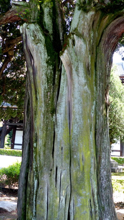 Photographie intitulée "viel arbre devant u…" par Myriam Wetzstein, Œuvre d'art originale, Photographie numérique