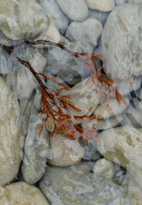 Photographie intitulée "larmes de myrtillier" par Myriam Wetzstein, Œuvre d'art originale, Photographie non manipulée