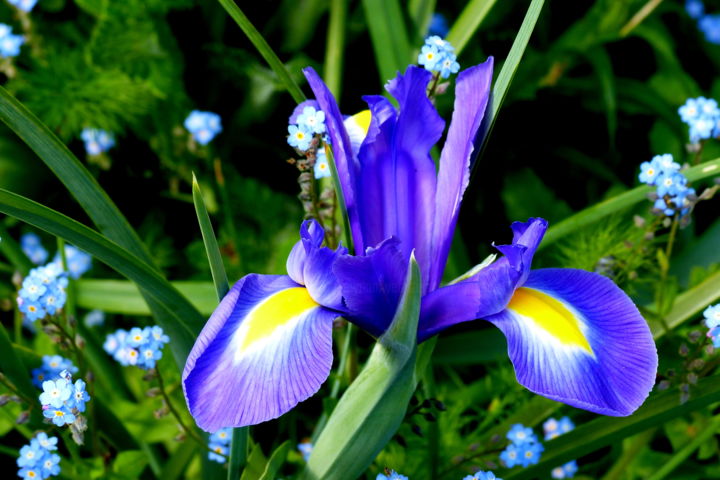 Photography titled "iris hollandais" by Myriam Wetzstein, Original Artwork, Non Manipulated Photography