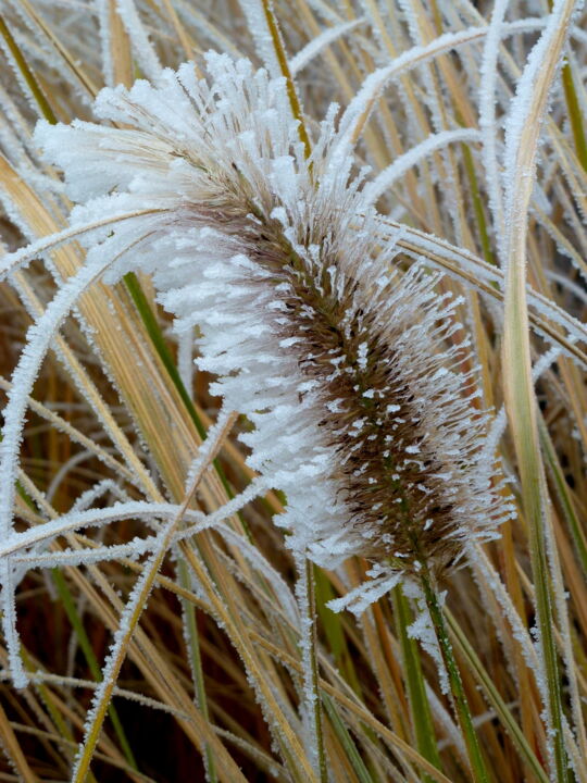 Photographie intitulée "parure d'hiver" par Myriam Wetzstein, Œuvre d'art originale, Photographie non manipulée