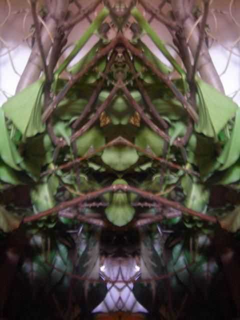 Digital Arts titled "THE LOVE OF PLANTS 1" by Star Barefoot Walker, Original Art, Other