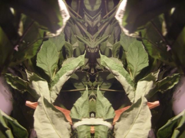 Arte digitale intitolato "THE SPIRIT OF PLANTS" da Star Barefoot Walker, Opera d'arte originale