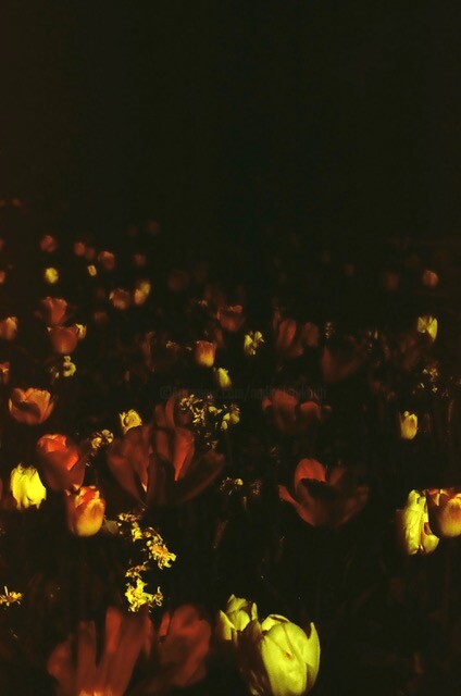 Fotografie getiteld "Tulipa" door Nadia Boukouti, Origineel Kunstwerk, Film fotografie