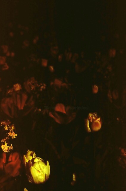 Photographie intitulée "Tulipa II" par Nadia Boukouti, Œuvre d'art originale, Photographie argentique