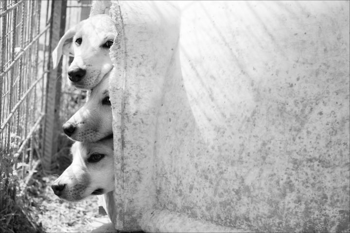 Photographie intitulée "Puppies" par Nadia D'Agaro, Œuvre d'art originale