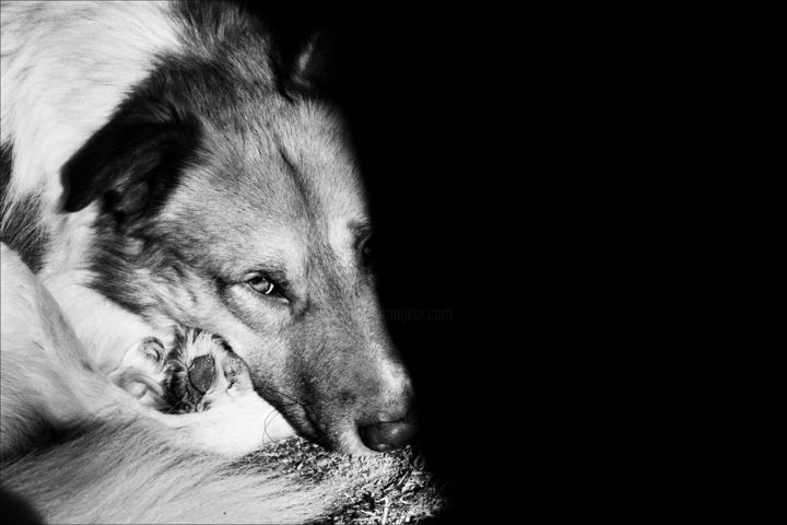 Fotografía titulada "a dog" por Nadia D'Agaro, Obra de arte original