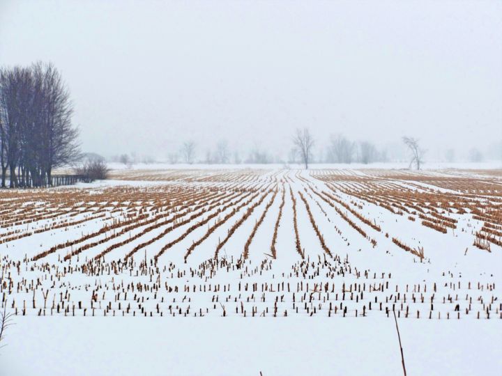 Fotografia intitolato "Rural winter bleakn…" da Nadine Mitchell, Opera d'arte originale