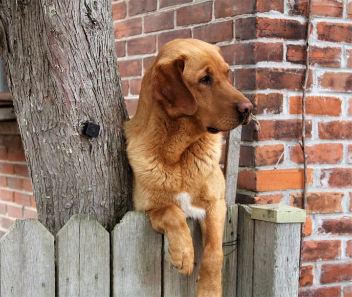 Photographie intitulée "Golden retriever do…" par Nadine Mitchell, Œuvre d'art originale