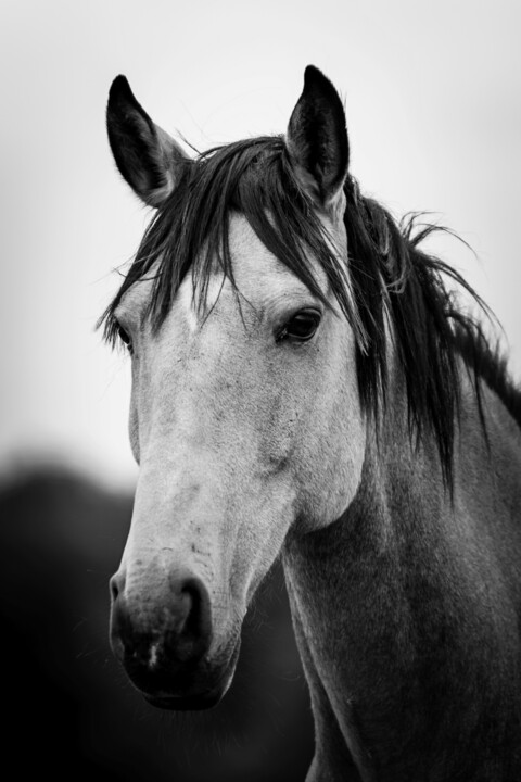 Photographie intitulée "EQUUS CABALLUS 001…" par Naep, Œuvre d'art originale, Photographie numérique